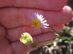 Erigeron oxyphyllus