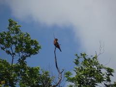 Eurystomus glaucurus suahelicus