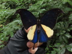 Consul panariste panariste