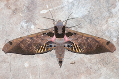 Adhemarius sexoculata