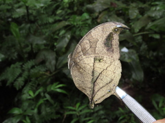 Consul panariste panariste