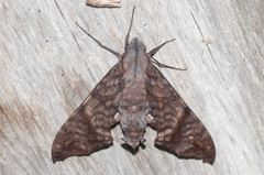 Nyceryx hyposticta