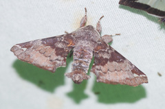 Apatelodes albipunctata