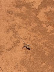 Ctenophorus isolepis