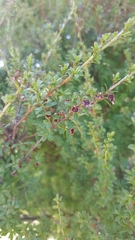 Kunzea amathicola