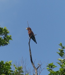 Eurystomus glaucurus suahelicus