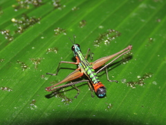Eumastax