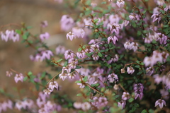 Thomasia microphylla