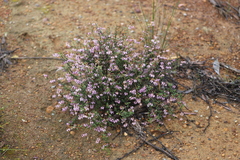 Thomasia microphylla