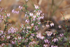 Thomasia microphylla