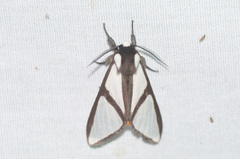 Turuptiana annesmithae
