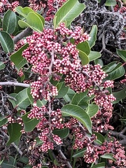 Rhus ovata