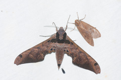 Adhemarius sexoculata