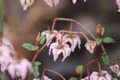 Thomasia microphylla