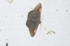 Sphacelodes vulneraria