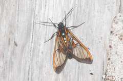 Cosmosoma joavana