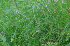 Carex disperma