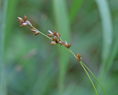 Carex disperma