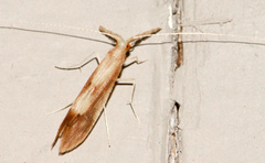 Triaenodes marginatus
