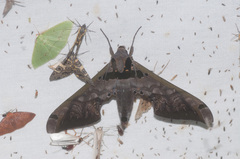 Adhemarius sexoculata