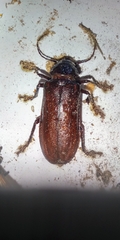 Chiasmetes limae