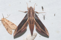 Xylophanes pyrrhus