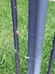 Cyclosa vallata