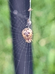 Cyclosa vallata
