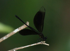 Euphaea masoni