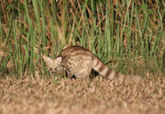 Viverricula indica