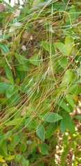 Austrostipa elegantissima