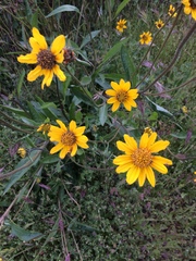 Wyethia angustifolia