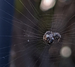 Cyclosa vallata