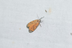 Dioptinae