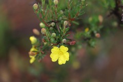 Hibbertia psilocarpa