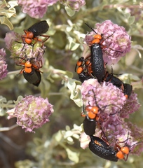 Lytta magister