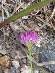 Polygala longicaulis