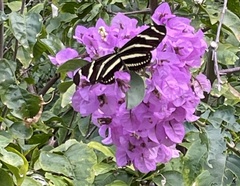 Heliconius charithonia