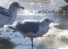 Larus glaucoides