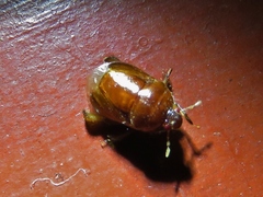 Scaptocoris