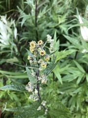 Artemisia tilesii