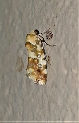 Acontia transfigurata