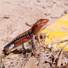 Liolaemus wiegmannii