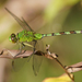 Great Pondhawk - Photo (c) Cameron Eckert, some rights reserved (CC BY-NC), uploaded by Cameron Eckert