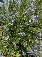 Rotheca myricoides