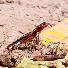 Liolaemus wiegmannii