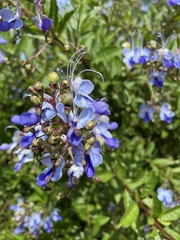 Rotheca myricoides