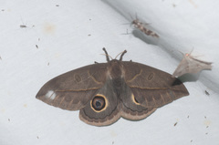 Leucanella contempta