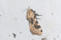 Hypercompe nemophila