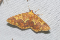 Melinodes fulvitincta